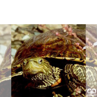 گونه لاکپشت خزری Caspian Pond Turtle